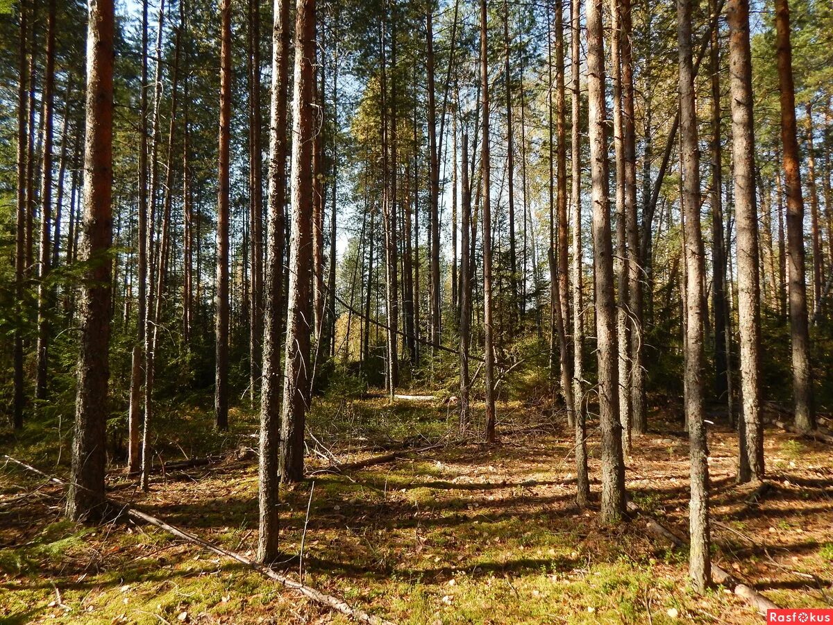 Сосновый бор на неделю. Сосновый бор (парк, новосибирск). Сосновый бор на неделю. Сосновый бор на неделю. Сосновый бор на неделю.