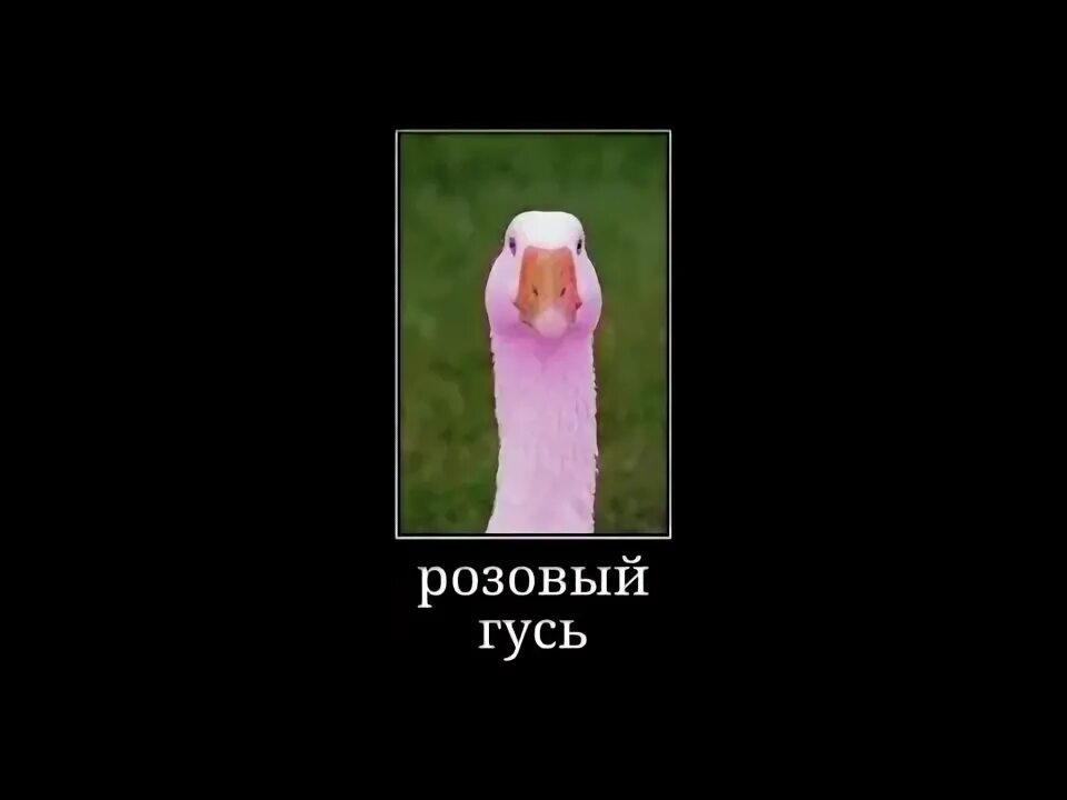 Песня розовый гусь. Розовый Гусь. Мем розовый Гусь. Розовый Гусь в окне\. Розовый Гусь пытается понять.