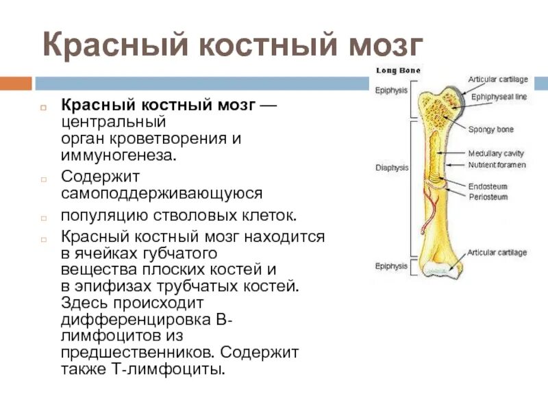 Трубчатая кость красный костный мозг. Губчатое вещество с красным костным мозгом. Гиперфункция красного костного мозга. Костный мозг строение и функции. Костный мозг содержится