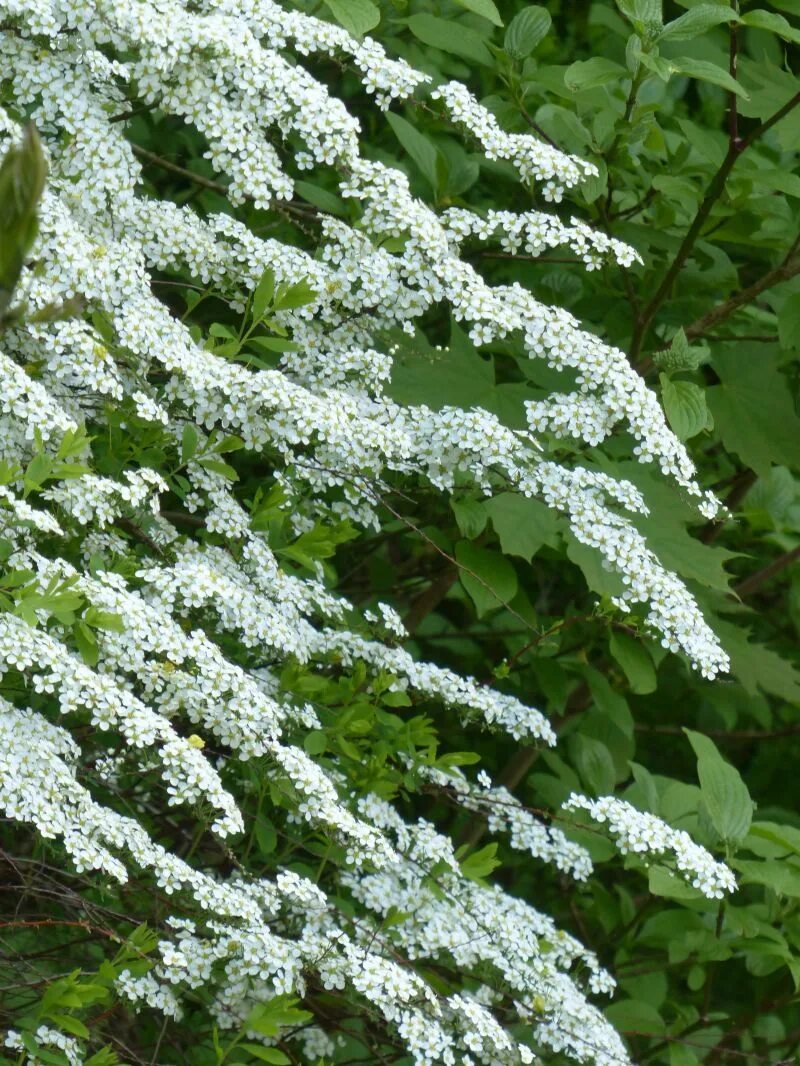 Кустарник цветет белым весной. Спирея аргута (Spiraea arguta). Спирея белая. Куст спирея белая. Спирея древовидная.