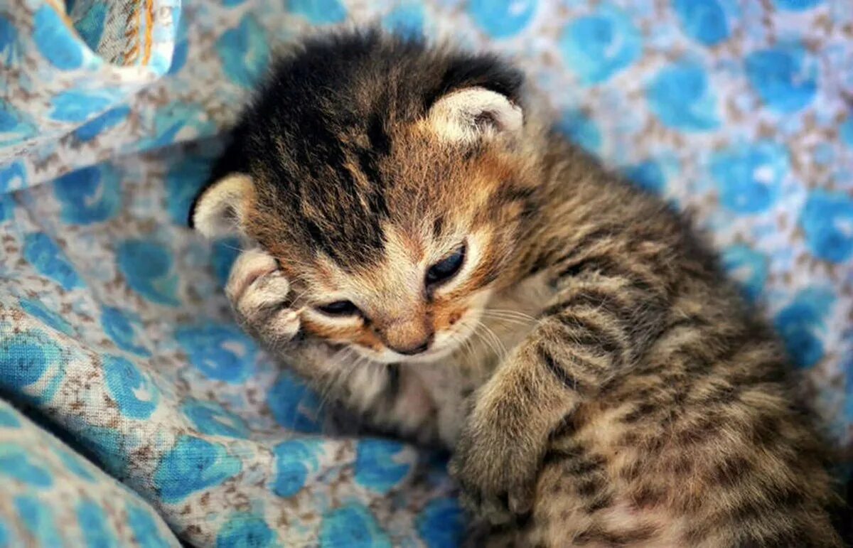 Хорошенький котенок. Очень маленький котик. Полосатый котенок. Очень маленький котик. Милый котенок.