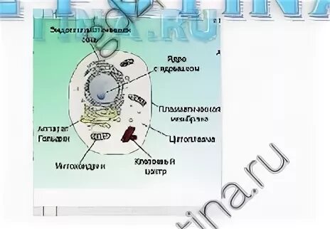 Лабораторная работа строение животной клетки