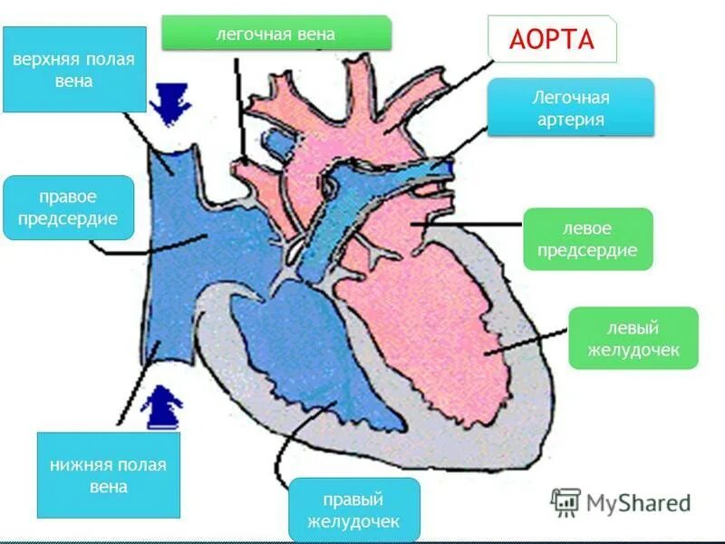 Верхняя полая Вена легочная Вена аорта. Легочная Вена аорта верхняя полая Вена правое предсердие. Левое предсердие правый желудочек легочная Вена. Правая верхняя легочная Вена. От левого предсердия к легким