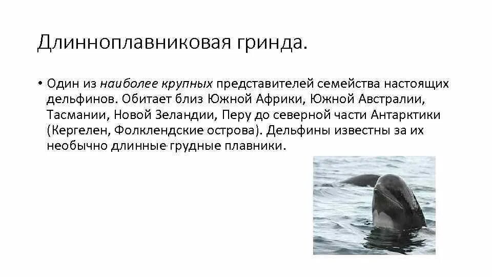 Легенда поведала о дельфине как понять выражение. Легенда поведала о дельфине как понять выражение