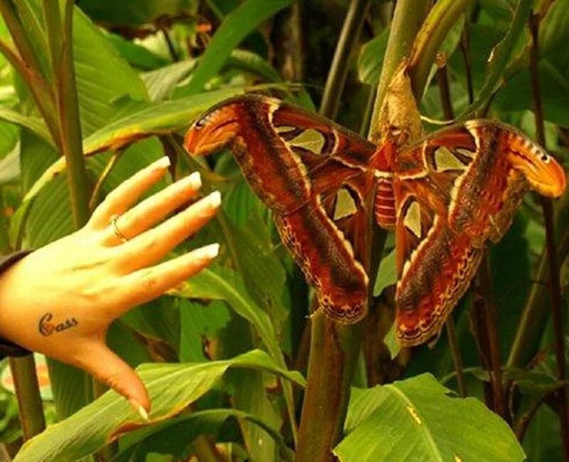 Аттакус атлас. Тропический богомол гигантский. Гигантские бабочки тропических лесов. Самое гигантское насекомое.