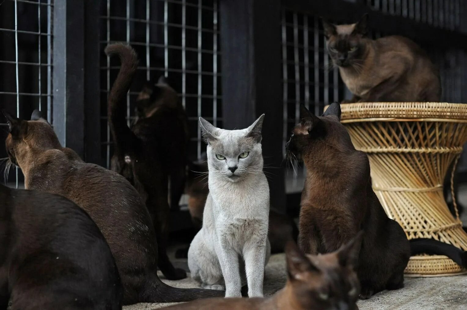 Стая кошек. Много кошек. Свора кошек. Уличная кошка. Стая голодных