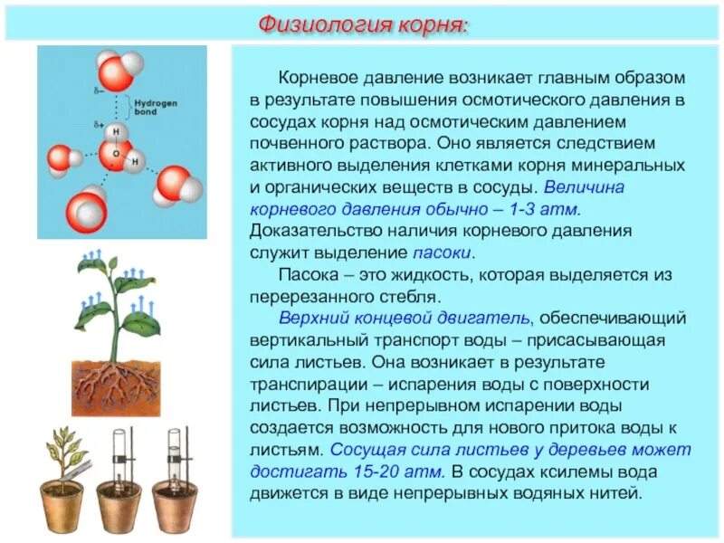 Транспорт воды и Минеральных веществ. Корневое давление. Опыт транспирация растений. Корневое давление схема.