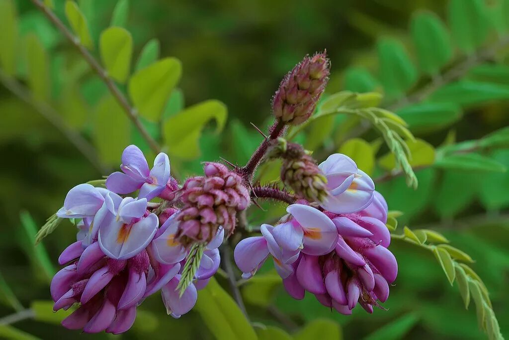 Flora bloom плитка. винкс гармоникс. Flora is plants life. Tb touch of beauty aqua flora 100ml wom /24/ дельта марка. Flora favaretto.