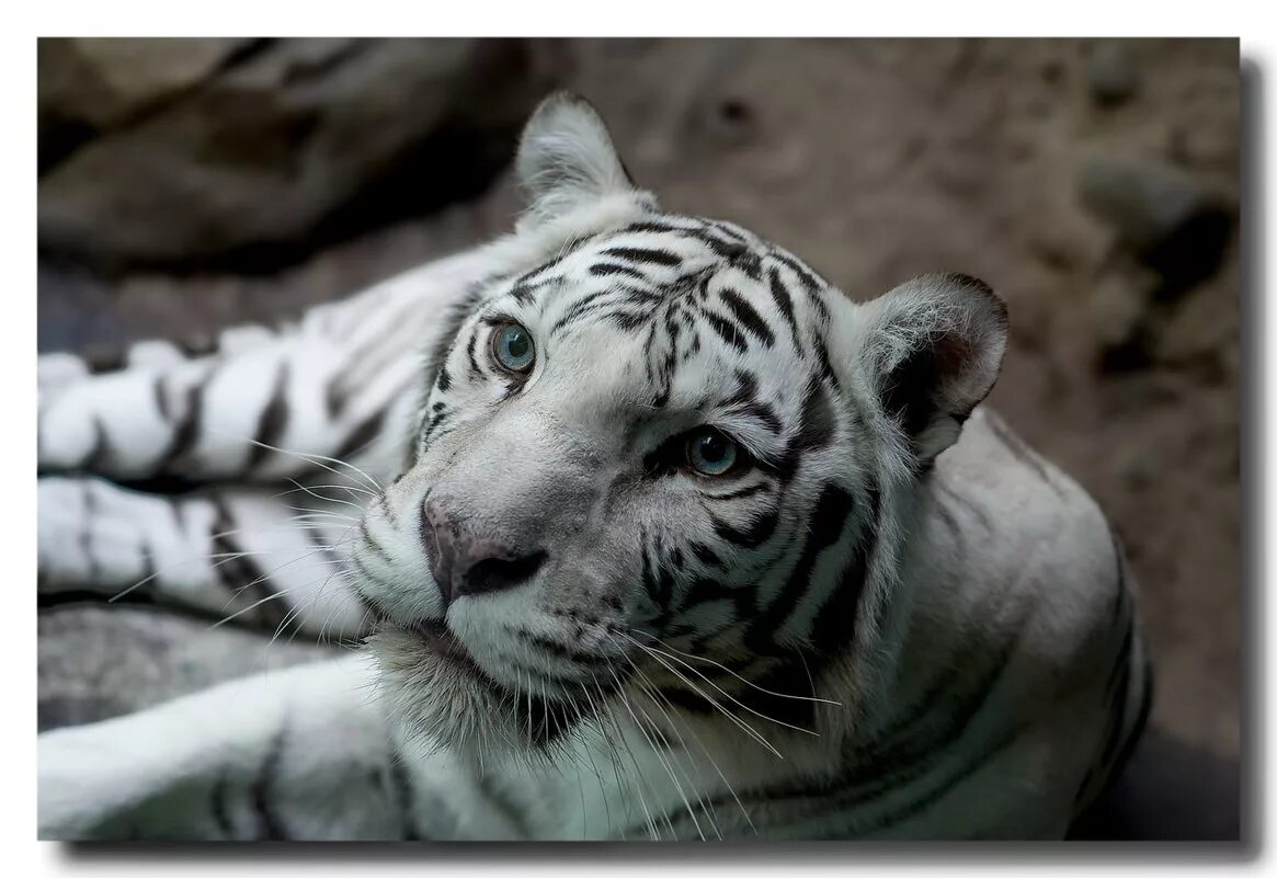 Какой тигр белый. Бенгальский тигр альбинос. Амурский тигр белый. Тигр и белый тигр. "Белый тигр" 2021г..