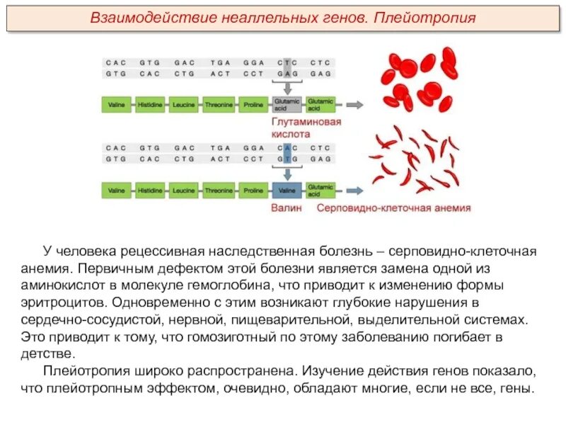 Гемоглобин серповидноклеточная анемия. Серповидноклеточная анемия плейотропия. серповидноклеточная анемия аминокислоты. первичная структура гемоглобина человека.