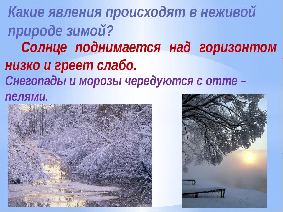 Зимние явления в неживой природе. Зимние явления в живой природе. Зимние явления в живой и неживой природе. Зимние явления в живой природе зимой.