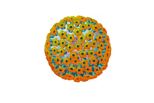 Epstein barr virus ebna. Эпштейн Барр у взрослых. Вирус Эпштейна-Барр gp120.