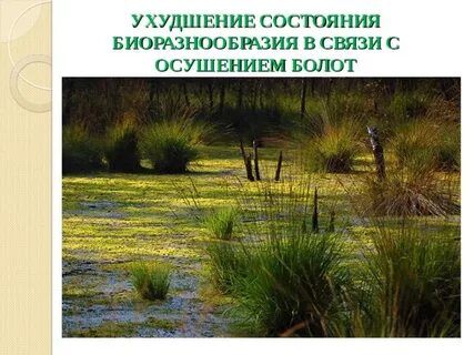 Осушение болот фактор