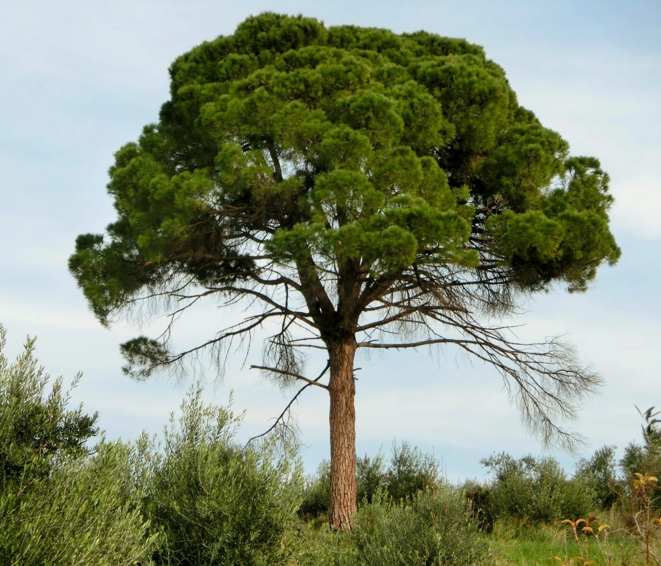 Сосны раскачивающиеся. Pinus pinea. сосна обыкновенная пиния. сосна алеппская. крона сосны обыкновенной.