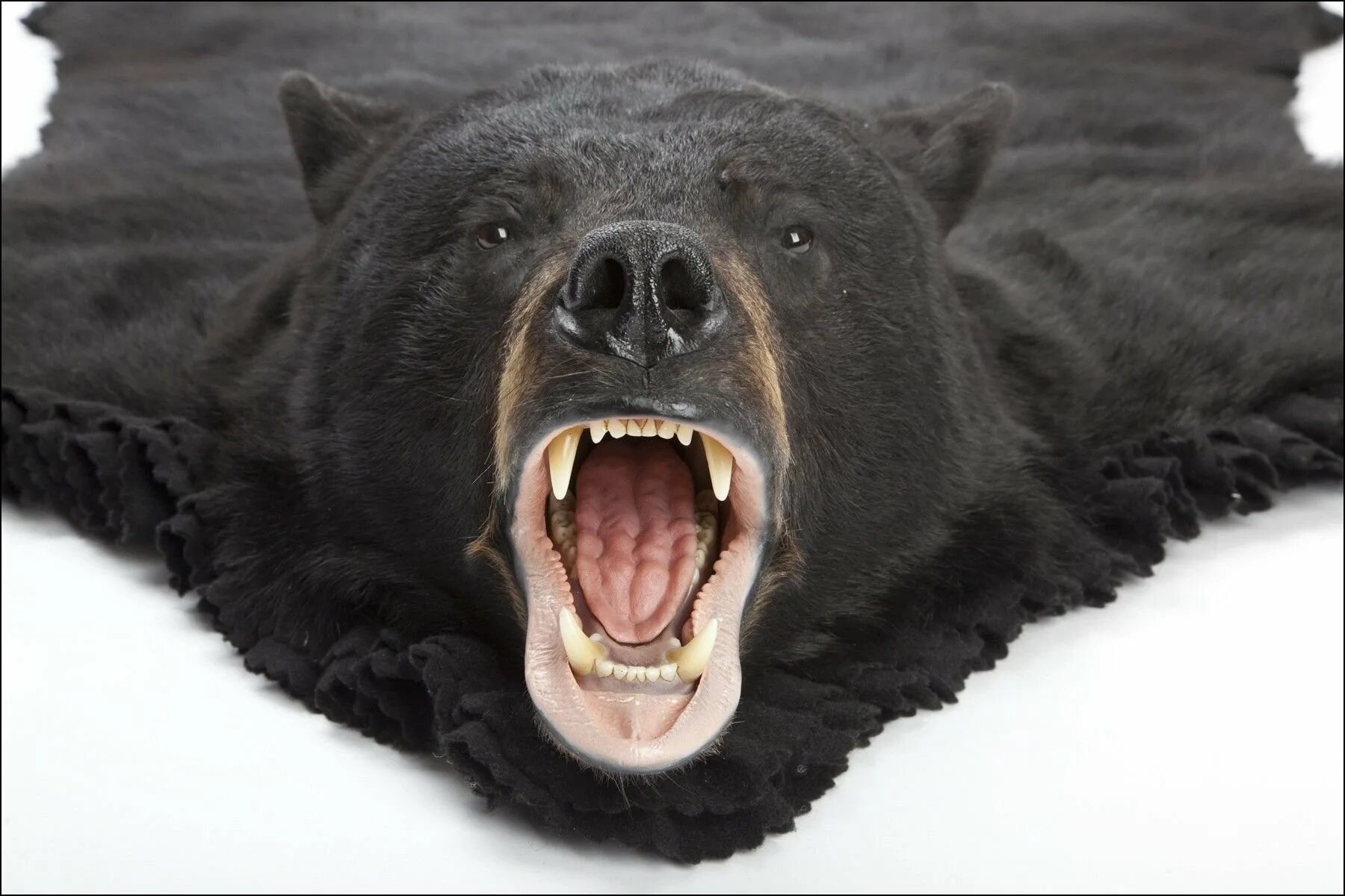 Какая голова у медведя. Медведь Гризли черный. Медведь Гризли злой. Зубы Гризли медведя. Пасть медведя.
