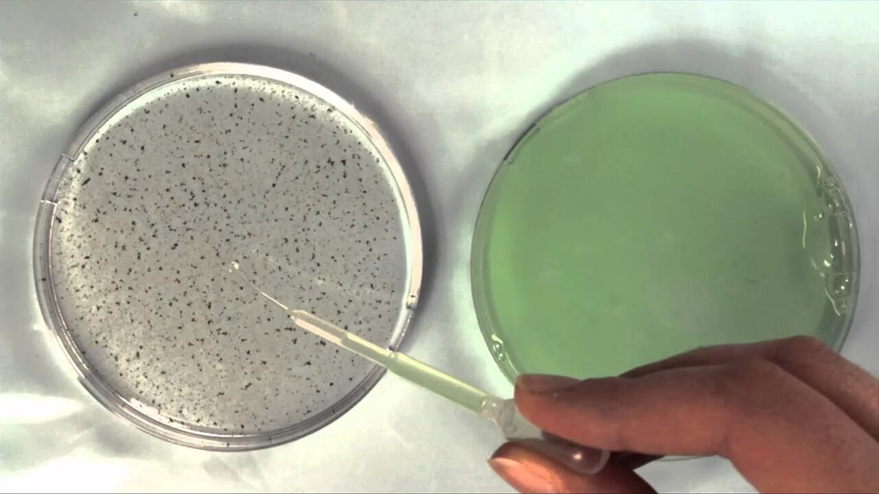 Каким образом используют эффект марангони. Эффект гиббса марангони. Каким образом используют эффект марангони. Каким образом используют эффект марангони. Эффект гиббса марангони.