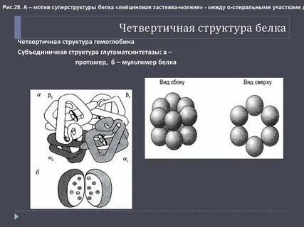 Олигомерные белки это