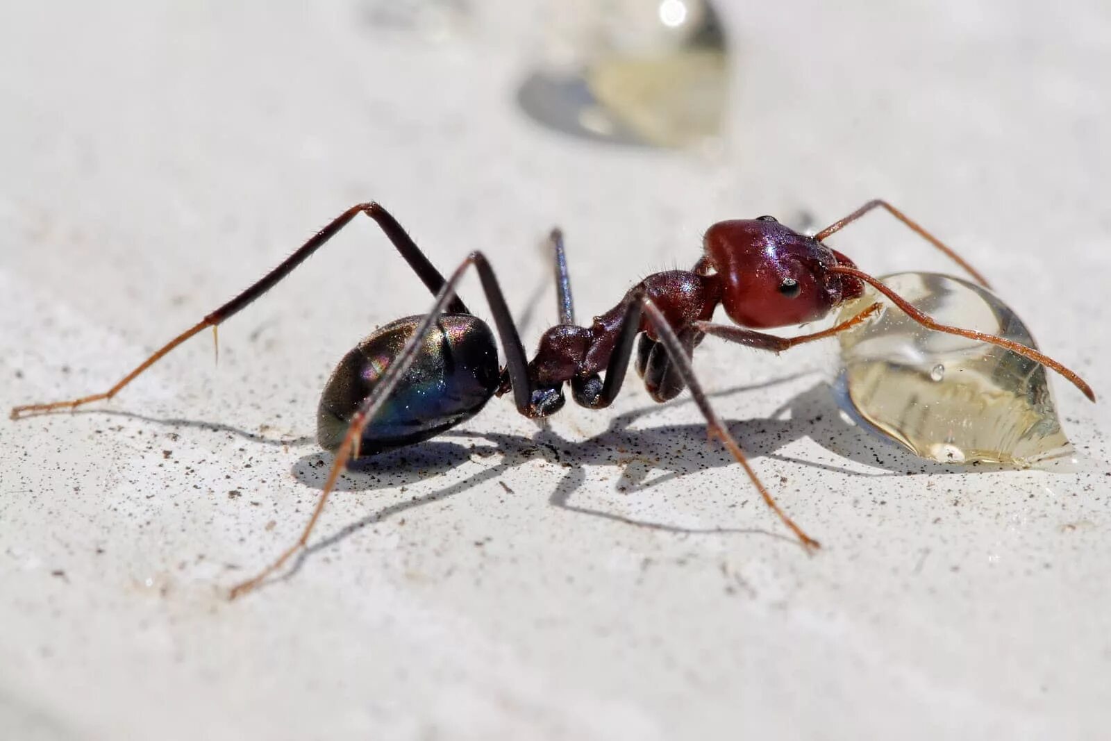 Муравьи Iridomyrmex. Iridomyrmex purpureus. Горные муравьи. Лапки муравьев.