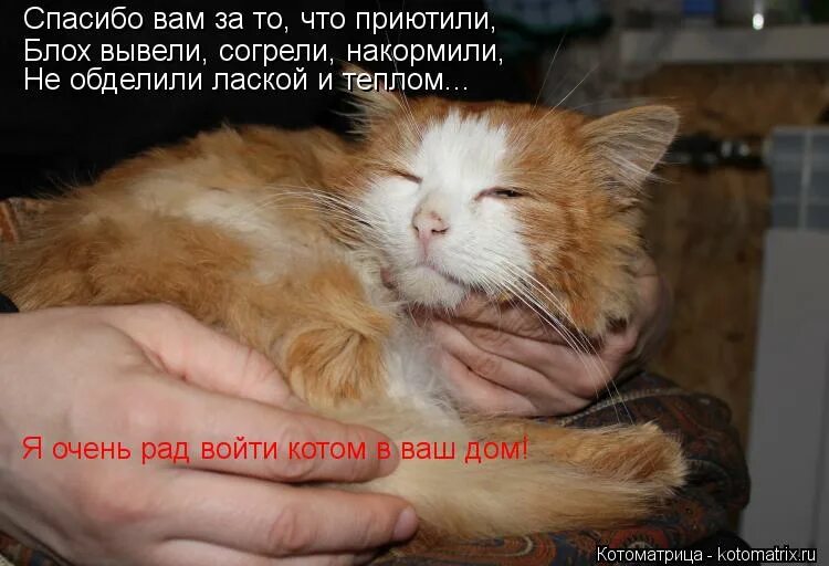 собака рыжик бездомный. приютили накормили. приютили накормили. собака рыжик 40 лет прожила. животные, которых спасли в самый последний момент.