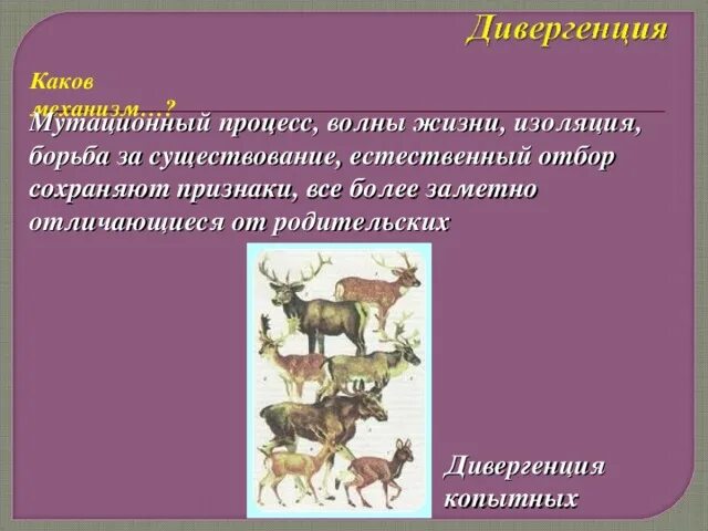 Мутационный процесс результат. Мутационный процесс в эволюции. Мутационный процесс примеры. Дивергенция млекопитающих. Мутационный процесс примеры в биологии.