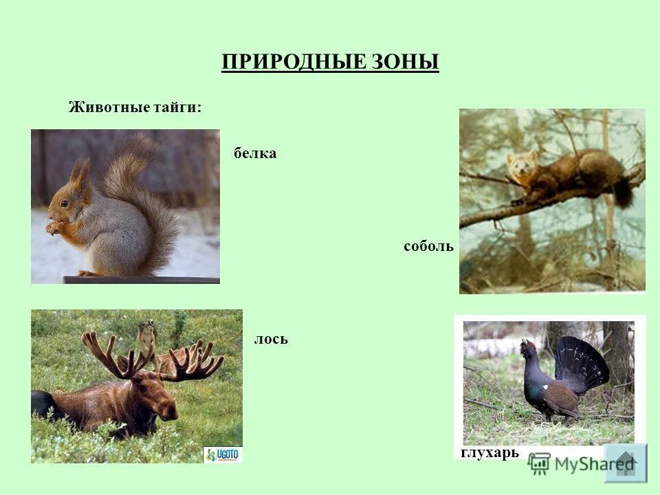 Где живет белка в какой зоне. Животные зон. Животные природных зон. Белка природная зона. Зона для животных.