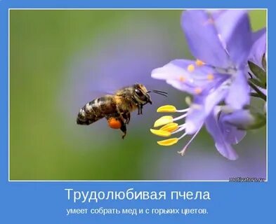 Трудолюбивая пчела