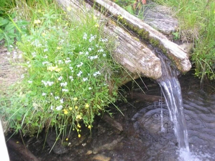 Родник растение. Родник ясенец. Родник Родничок. Родник ключ источник. Родниковая вода.