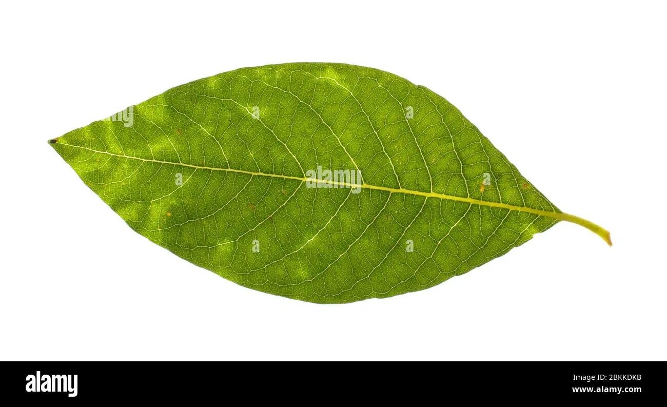 Real leaf