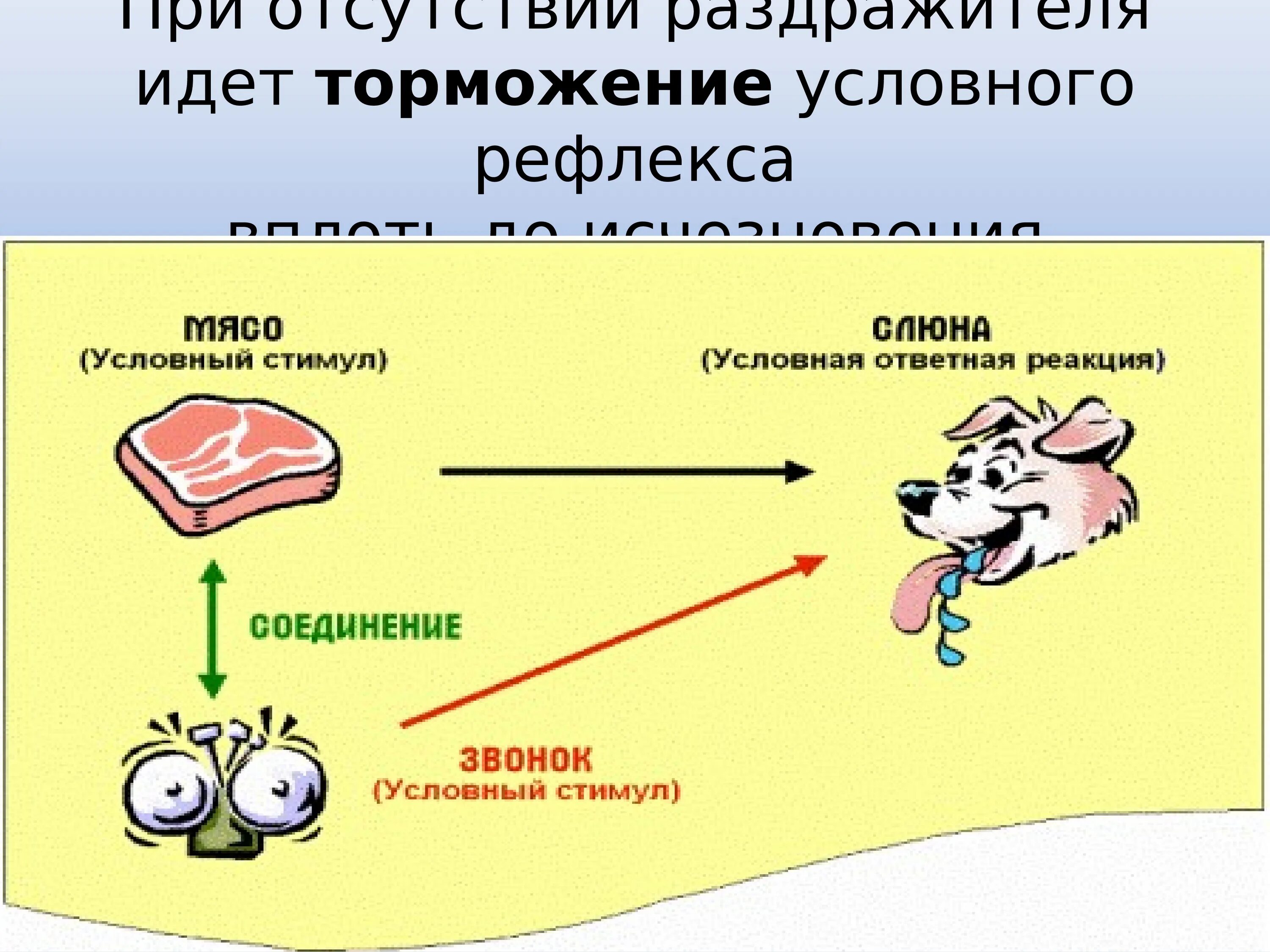 Приведите примеры условных и безусловных рефлексов. Условный рефлекс это в биологии кратко. Условный рефлекс это в биологии 8 класс. Условный и безусловный рефлекс рисунок. Условные и безусловные рефлексы кратко и понятно.