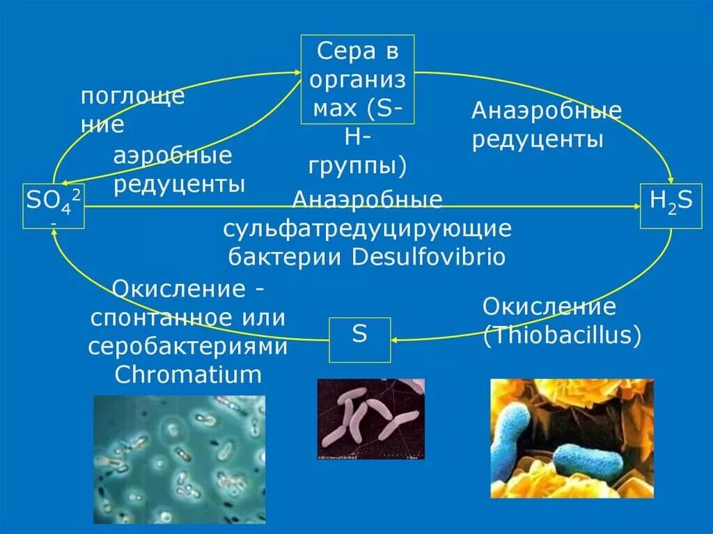 Бактерии аэробы и анаэробы. Аэробные и анаэробные бактерии. Анаэробные микроорганизмы. Аэробные бактерии. Этапы анаэробных организмов