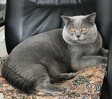 Взрослые коты британцы