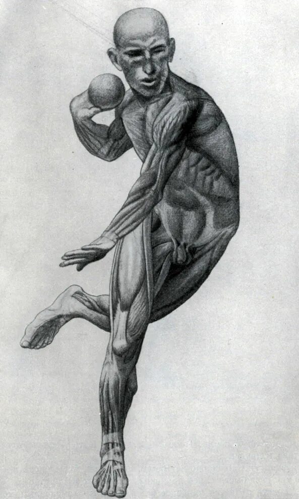 2. основы пластики тела. анатомия тела человека рыжкин. наброски фигуры человека. скетчер услуги.