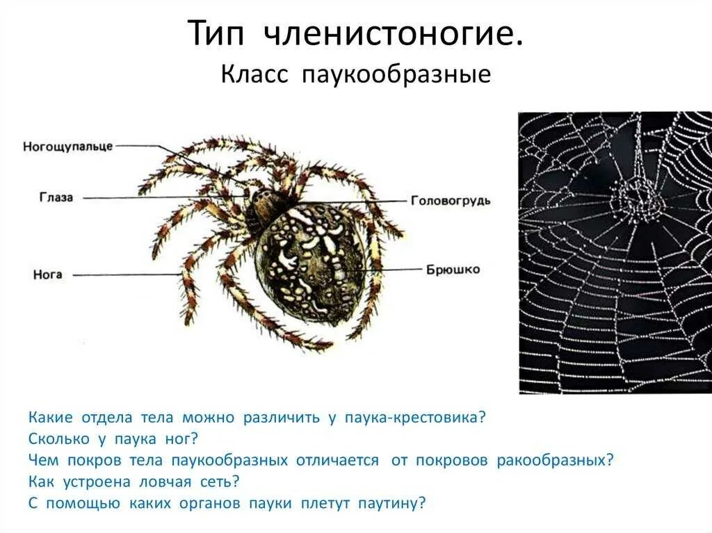 Паукообразные 7 класс биология. Покровы тела паукообразных 7 класс. Тип Членистоногие класс паукообразные 7 класс. Покров паукообразных 7 класс. У пауков прикрепленный образ жизни