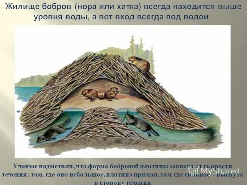 Как называется жилище бобра. Бобёр плотина и хатка. Речной бобр хатки. Жилища животных названия таблица. Название жилища бобра.