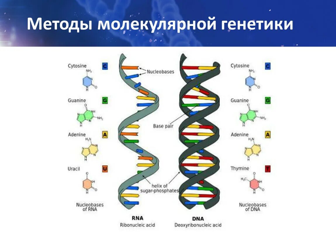 Молекулярно-генетический метод подходы. Молекулярно-генетический метод исследования ДНК. Схема молекулярно генетического метода. Молекулярно-генетический метод генетики методика.