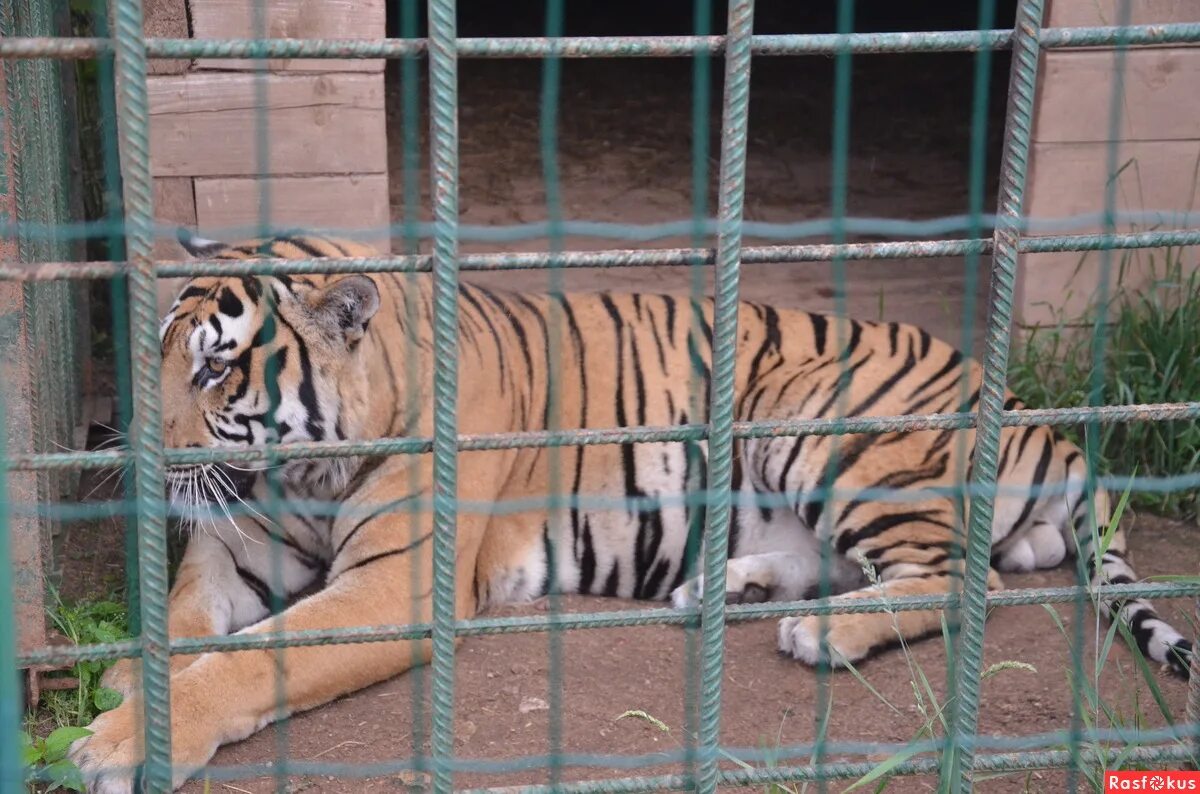 тигр в клетку