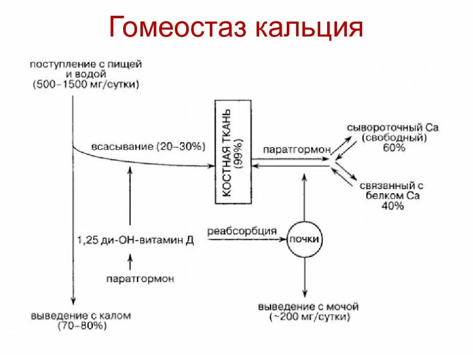 Регуляция кальция и фосфора. Схема регуляции обмена кальция. схема регуляции обмена кальция в организме. обмен кальция и фосфора в организме схема. схема регуляции фосфорно кальциевого обмена.