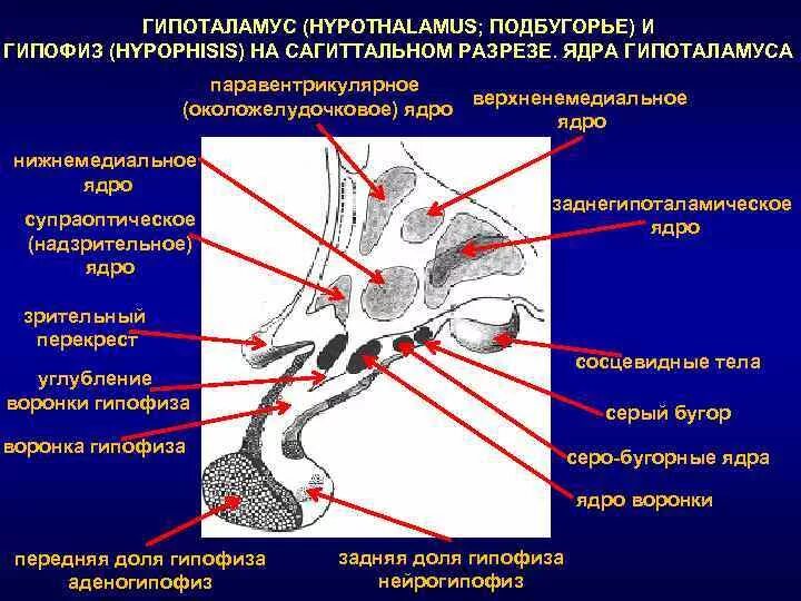 Гипоталамус содержит центры голода и жажды. Ядра промежуточной области гипоталамуса. Ядра переднего отдела гипоталамуса. Анатомические структуры гипоталамуса. Третье интерстициальное ядро передней части гипоталамуса.