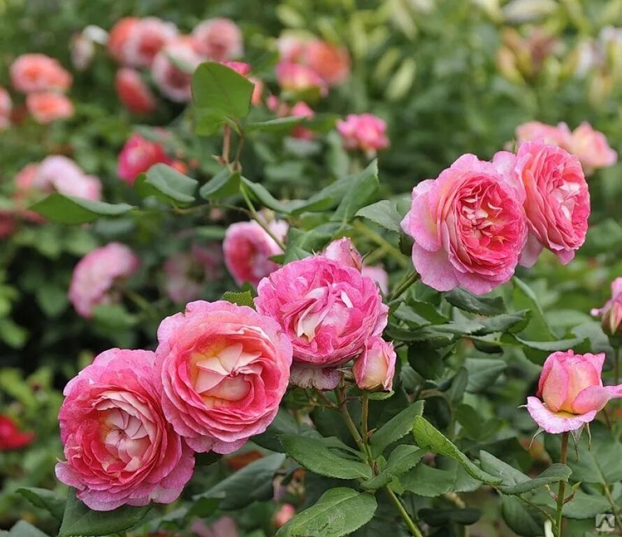 Charles de mills роза. французское розе описание. французская вывернутая роза. роза люстиге. французское розе описание.