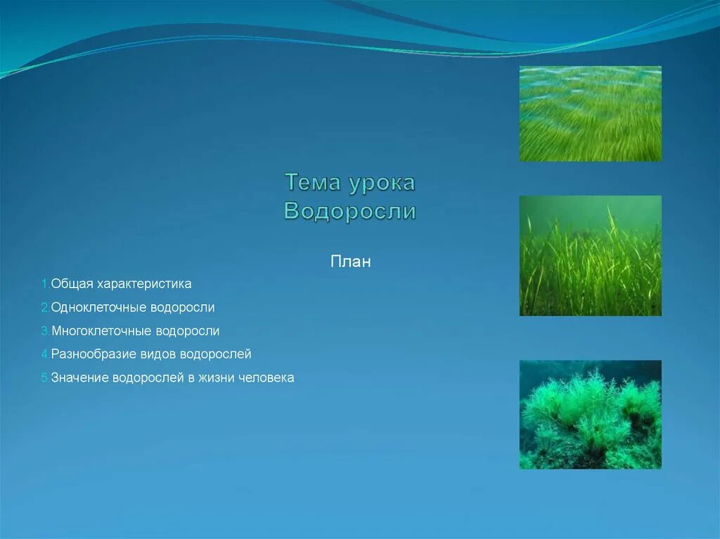 Водоросли урок. Тема урока водоросли. План водоросли. Водоросли презентация. План по водорослям.