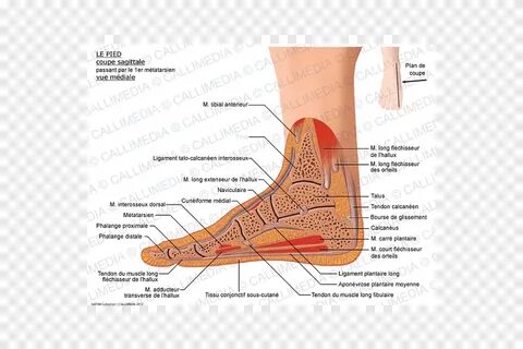 Описание ступни ног человека