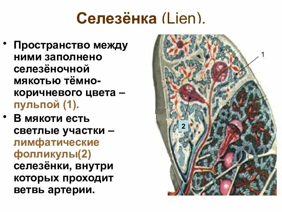 Чем заполнено пространство между