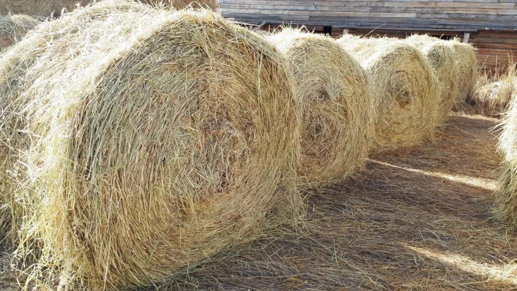 Авито сено солома. Солома в рулонах. Сено в рулонах. Сено солома в рулонах. Сено в сарае.