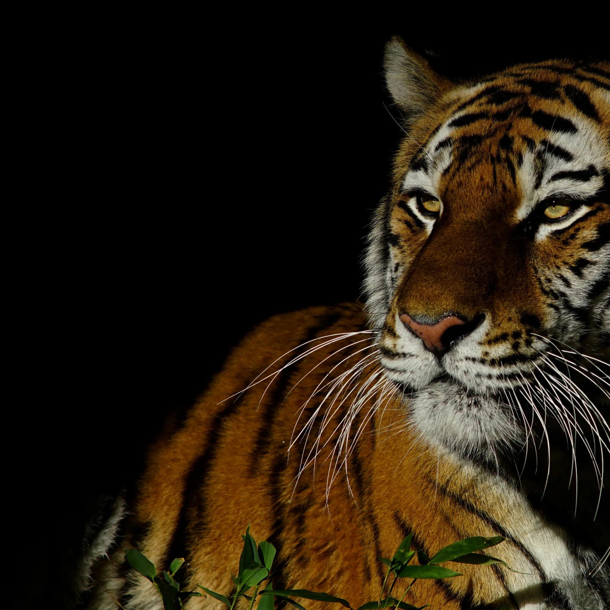 Тайгер слушать. Тигр. Тигр ночью. Тигр на черном фоне. Спокойный тигр.