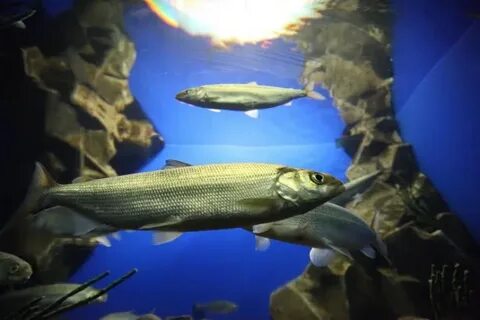 Байкальский омуль среда обитания