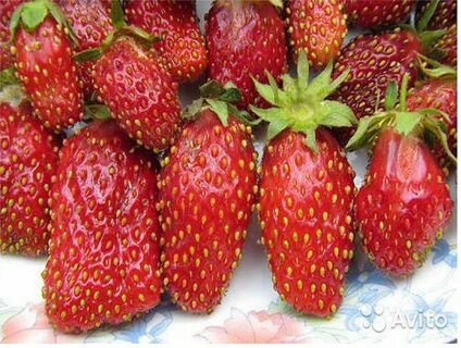 Купчиха улучшенная клубника