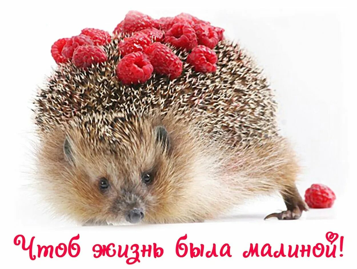 Чтоб жизнь была