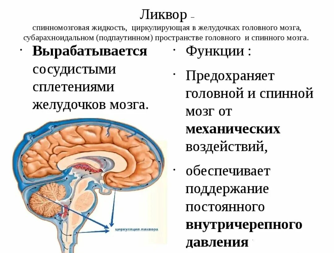 Ликвор спинномозговая жидкость. Что такое ликвор мозга. Образование количество состав функции спинномозговой жидкости. Что такое ликвор мозга. Что такое ликвор мозга.