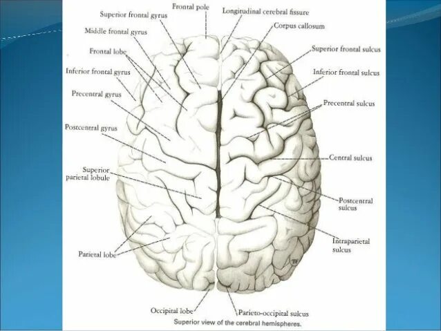 Frontal Pole. Вид снизу cerebral Hemispheres -inferior view. Longitudinal cerebral fissure. Superior view перевод