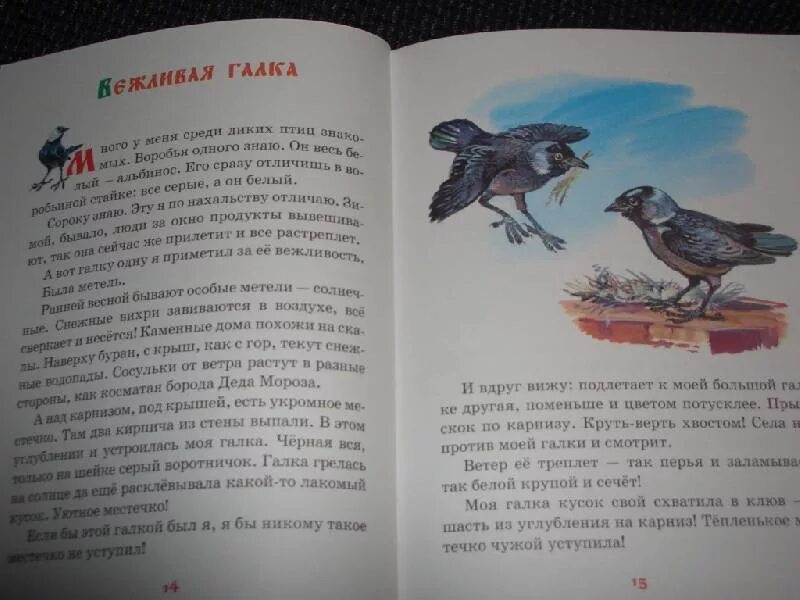 Н Сладков вежливая Галка. Вежливая Галка Сладков рисунок. Сладков читать 2 класс